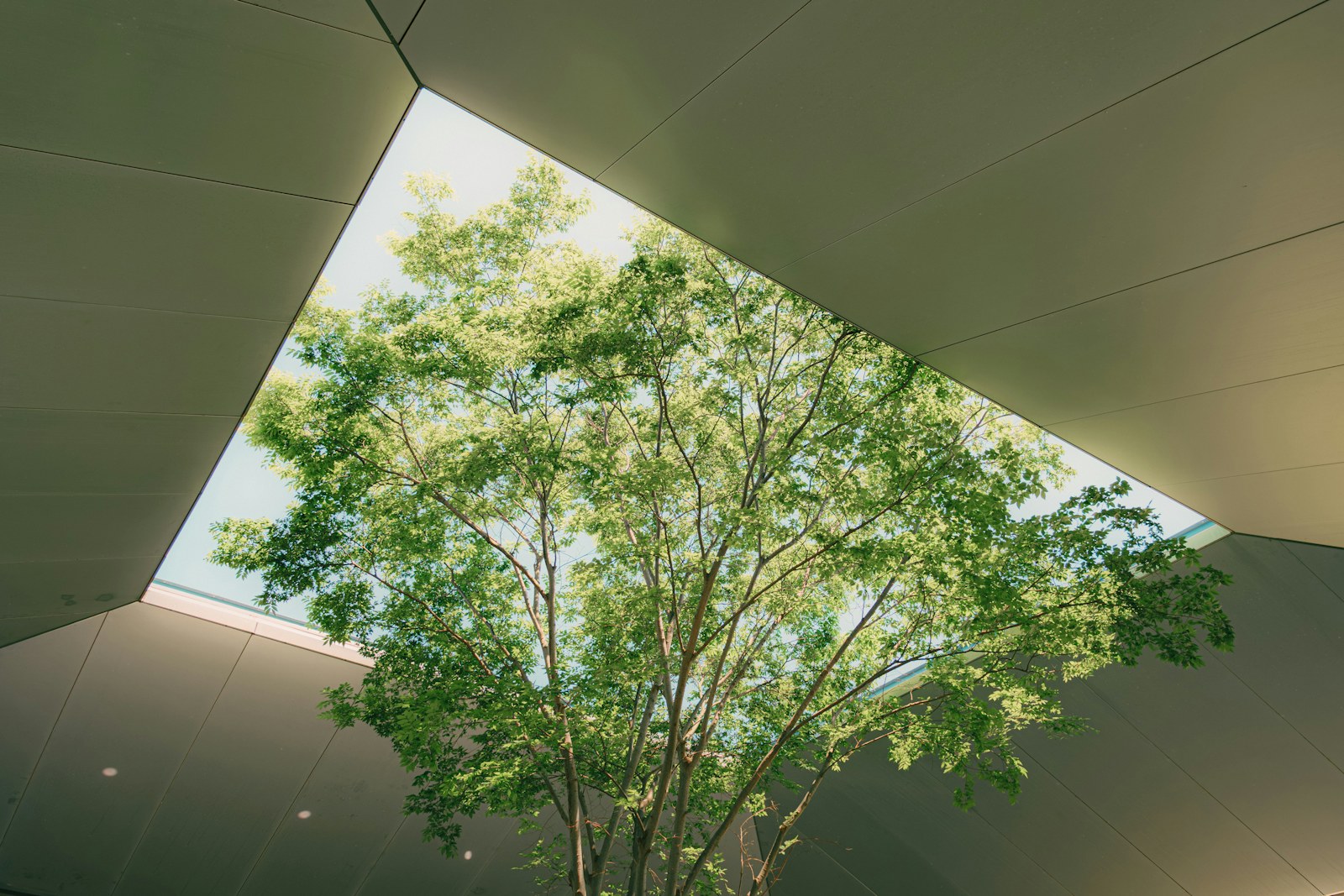 Light and branching forms suggesting stewardship and long-term family planning.